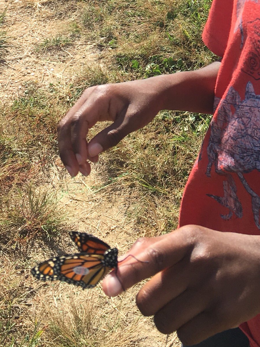 NantucketFirst's tweet image. We realized our first Monarch butterfly today. It was a girl!#aacps#nantucket#awesome#engagement