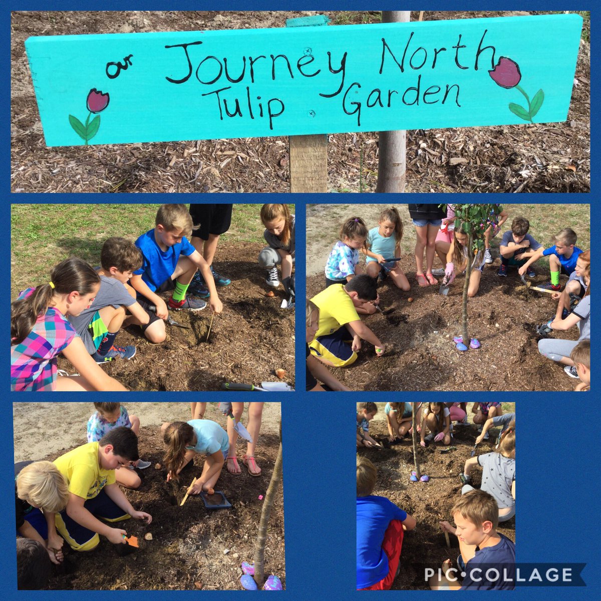 SESEinsteins's tweet photo. Planting tulip test gardens @journeynorthorg collaboration tech and nature #ppsedtech #WisdomWednesday https://t.co/kb25me9Hpo