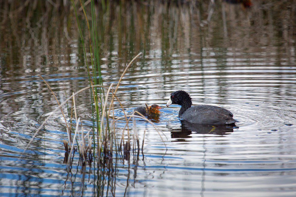 robalvo's tweet photo. In 1975, 6,000 American Coots were sprayed &amp; killed with PA-14 due to an avian cholera outbreak. #BeingaBirdinNorthAmerica babina.ca https://t.co/8VbqpE4dEg