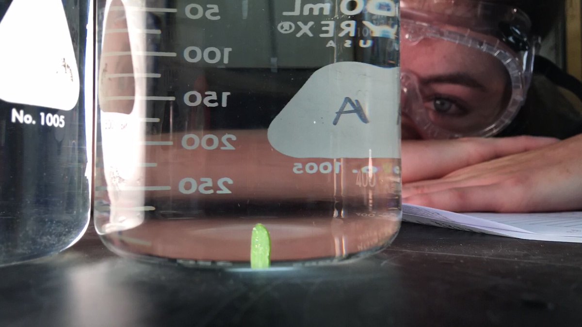 THScience's tweet photo. Waiting on leaf disks (chads)to float is exhilarating!
#photosynthesis #apbio @TupeloHigh https://t.co/UqI66Mz2vu