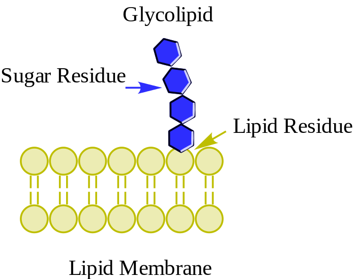GA_Packaging_Co's tweet photo. #gootAPbio #OrganelleVote2017 https://t.co/xftIeFgu7L