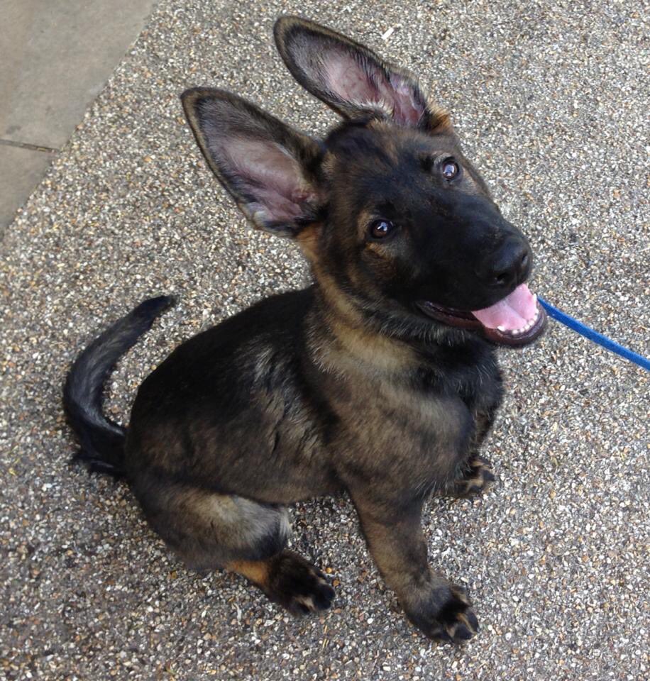 nicci_todd's tweet photo. @EMOpSSPoliceDog He's a gorgeous boy and was such a cute puppy!! xx https://t.co/i2FOKATUYt
