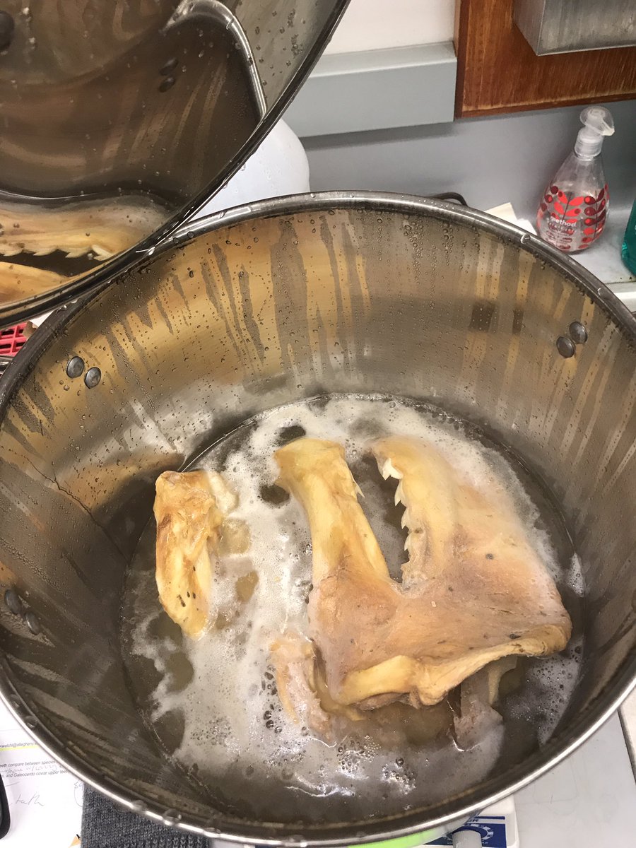 WhitenackLab's tweet photo. Getting some #shark teeth for my students' independent projects on tooth function. As Ludo would say, "smells baaad!" https://t.co/I6YM1ETg3t