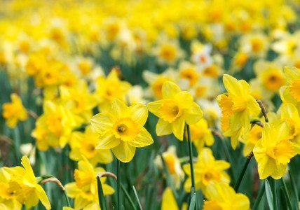 🌿UPENDI🌿
Title: Spring Love #yoonmin
Tag: #btsinupendi

💐Flower
🌼Daffodil

>goo.gl/ztpAiT

#ymficrecs_project
#บังทันวันหยุด w.12