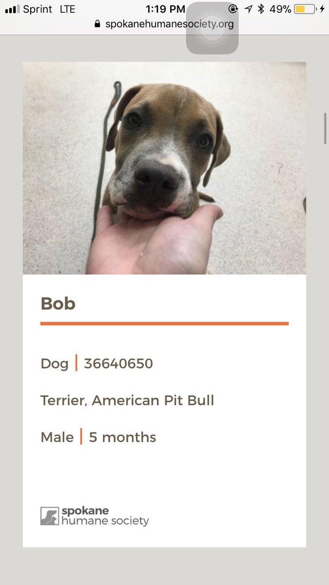 JessicaH10's tweet photo. I just tortured myself looking at adoption sites...these are the ones I want besides all of them 😢 https://t.co/jF3tkvzVcS