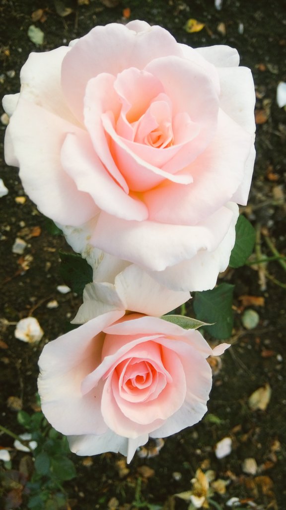 DimpleVerse tweet media