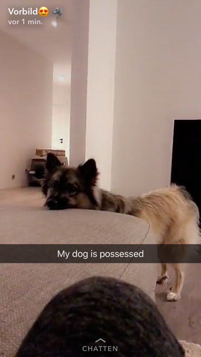 julie_storik's tweet photo. @MelinaSophie haben gestern beim Tanzen so lange über sowas geredet also dass Hunde alles sehen und so😂🐶🙈 hatte danach mega schiss😂💕 https://t.co/3cxFA3vwwM