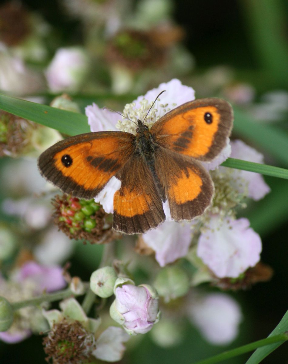 JohnisJae's tweet photo. @rutlandospreys Gatekeeper #butterfly at #Lyndon reserve #Rutland in July, on a Bramble with about a dozen species. https://t.co/UfsAponec5