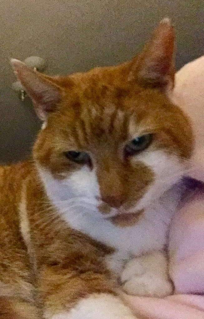 jayne_farrin's tweet photo. @YourCatmagazine Mr Smudge! https://t.co/hPdHMVfDLq