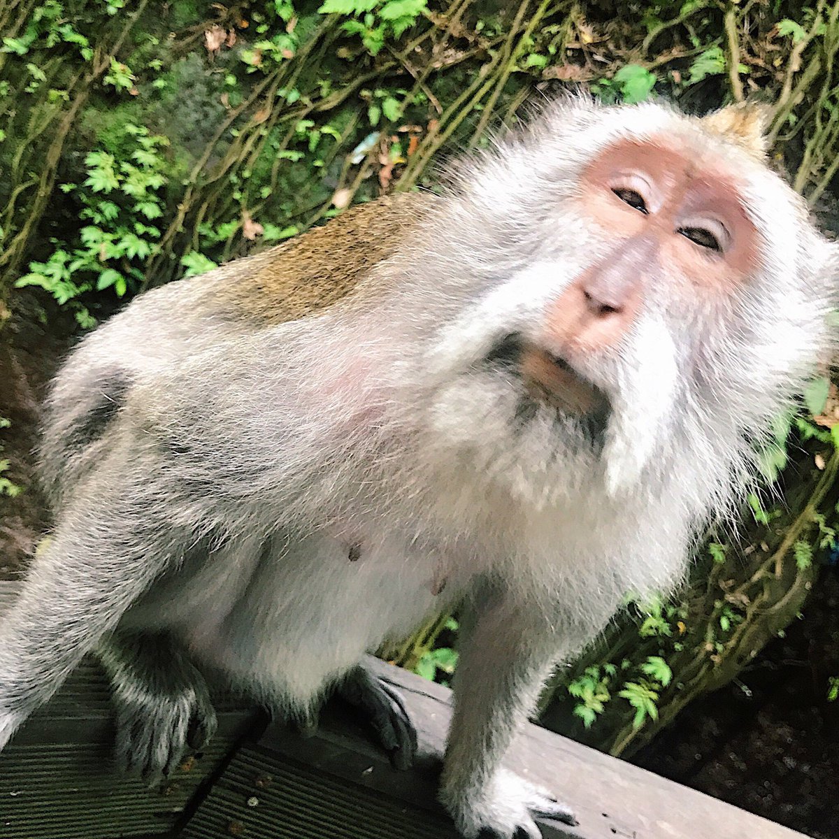 あかしゆか A Twitter なぜか旅行って早朝に目覚めてしまう 昨日出会っためちゃめちゃ可愛いサルとめちゃめちゃブサイクなサルと髪の毛鷲掴みされてるわたし