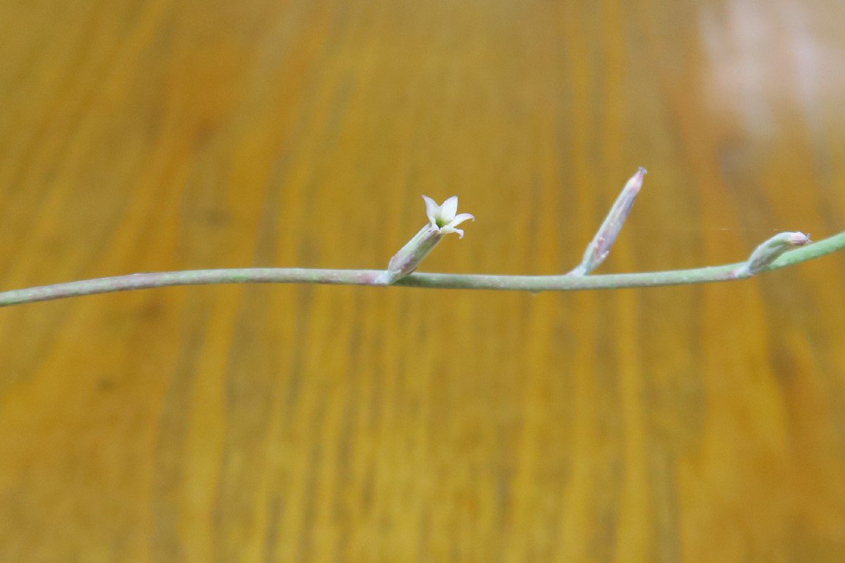 らん 一見見落としてしまいそうな控え目な花が咲いていました アドロミスクス 楊貴妃の扇