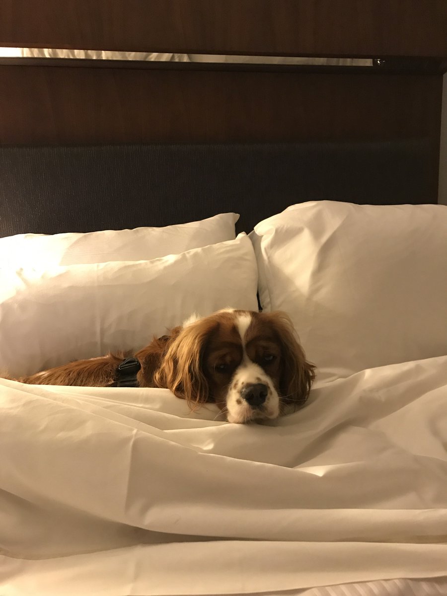 sandcodesigns's tweet image. Harvey loves the #Weston bed