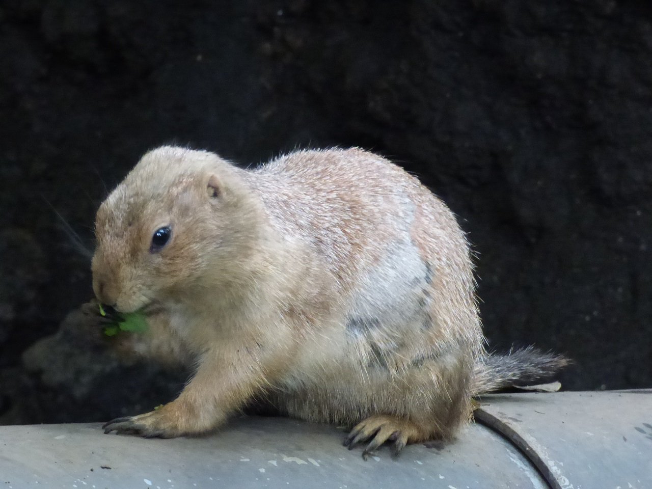 上野動物園 公式 リスの仲間なのに尾も耳も短くてリスらしくない オグロプレーリードッグ ですが それには理由があります 土を掘ってトンネルで暮らすプレーリードッグにとっては 長い耳や尾は邪魔になるのです このように動物たちのからだのつくりに