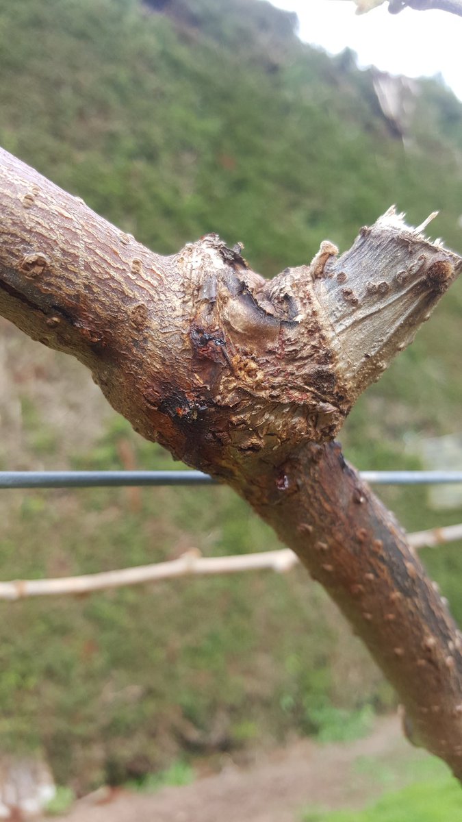 dylanbarrett86's tweet photo. @KVHNZ Infected males on Te Puke Quarry Road - photo taken yesterday https://t.co/v2zWPvUFh5