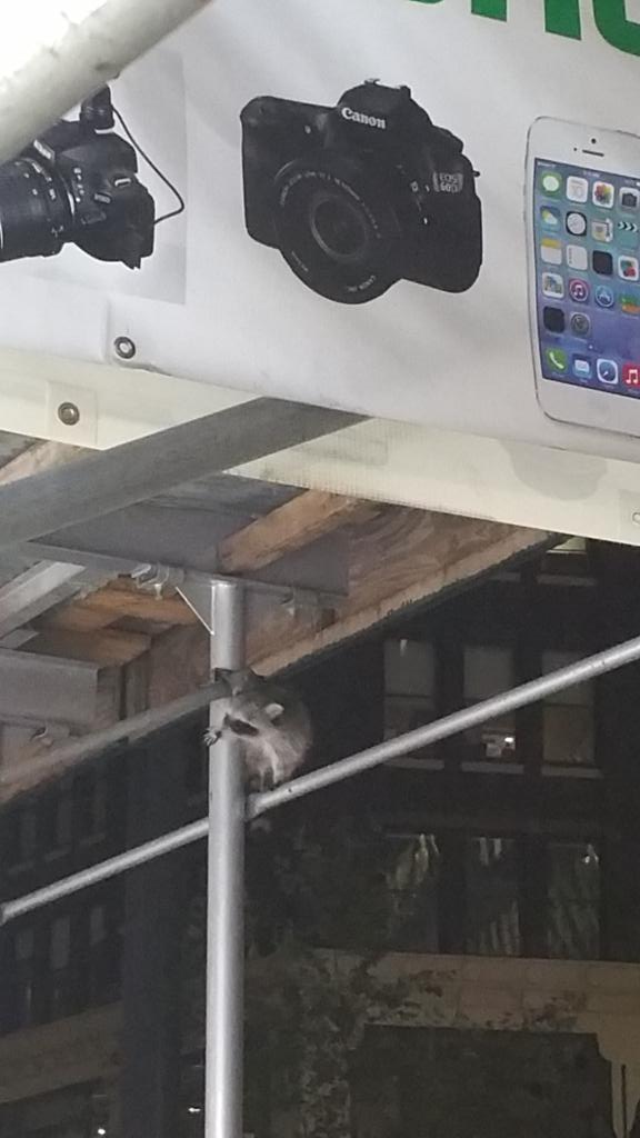 NYWadjet's tweet photo. @nycgov  racoon roaming Manhattan  (Broadway Ave.) https://t.co/CukiS7du25