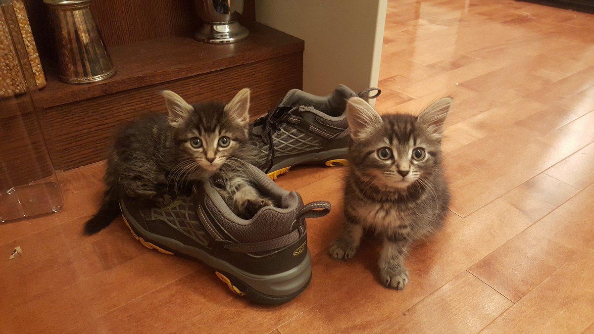 TorontoCatRescu's tweet photo. "Will you run, walk, or skip for us on October 22?"-Love kittens of TCR. More info: https://t.co/AnKz96pgpP #walkforcats #runforcats #STWM https://t.co/z5AKSpDhry