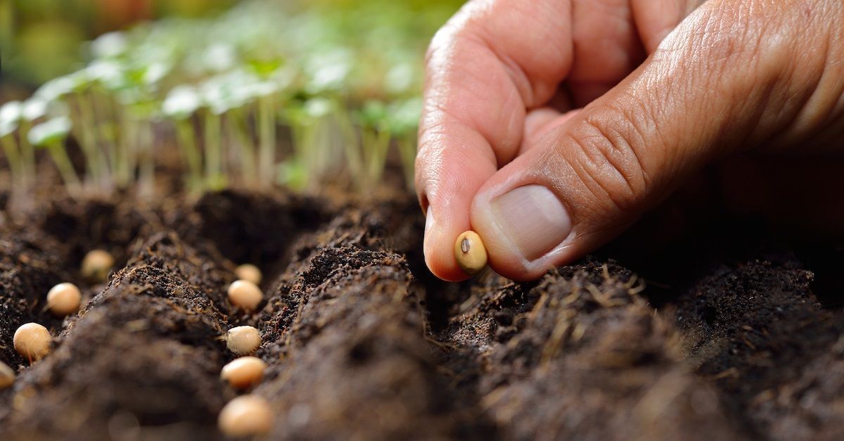 What are you sowing today? Be encouraged that God makes things grow! 1 #corinthians 3:6-7
