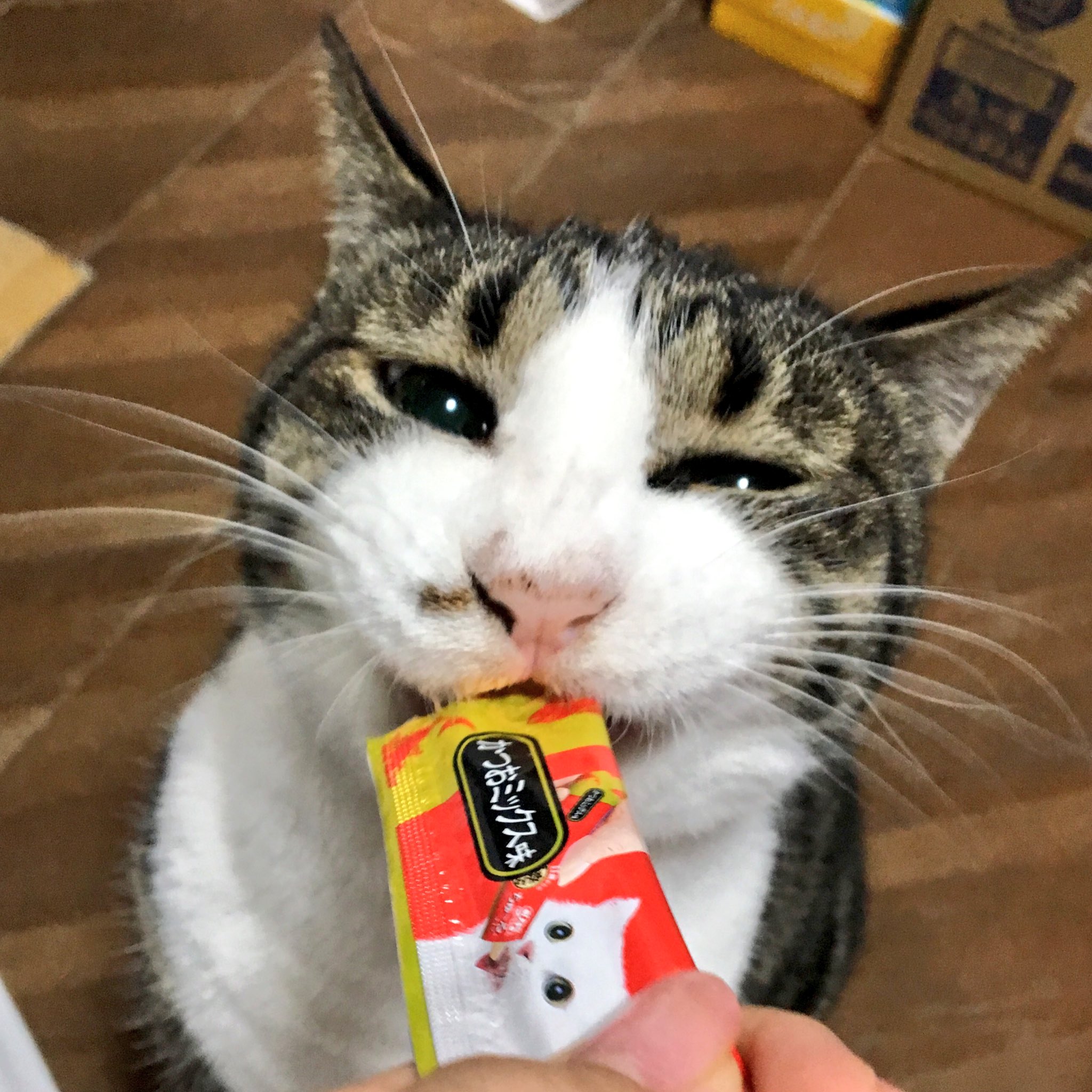 猫びより Sur Twitter 仲直りできました 昨日の続き 仲直り ちゅ る 偉大 はなくそ君 かわいい 猫びより 猫 ねこ Cat 編集ま T Co Xrys8gzvg7 Twitter