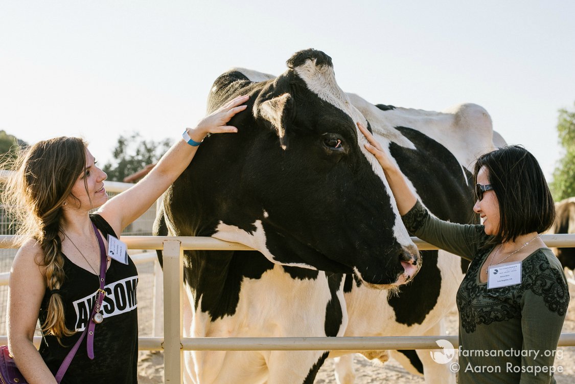 FarmSanctuary's tweet image. Happy Farm Sanctuary anniversary to Pinto, a gentle giant who came to us as a calf 10 years ago today! Like many of our bovine residents, he's a survivor of the dairy industry, which views male calves as "byproducts" &amp;amp; treats them as such. Here, we know he's #SomeoneNotSomething!