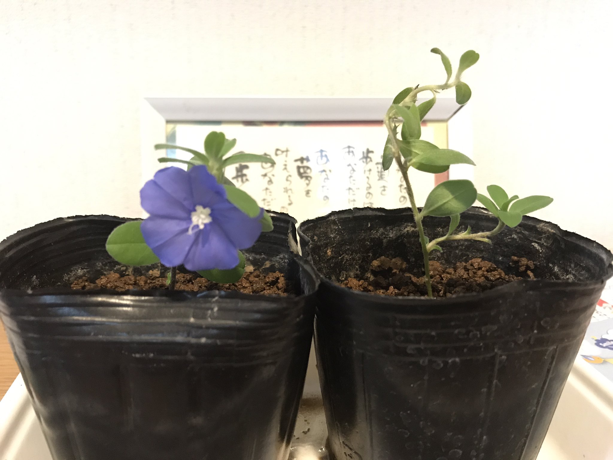 休学中 咲来 大学垢 16号館のウッドデッキに植えたアメリカンブルー 昨日挿し木にしてみたらちゃんとお花元気で一安心 T Co Yn1syfnqby Twitter