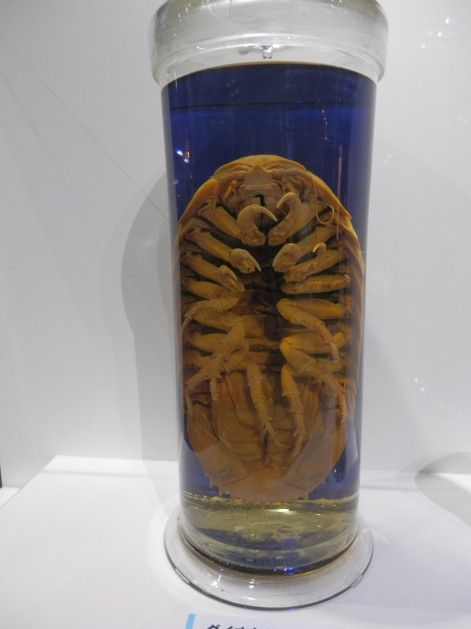 狼瀬 コンゴウアナゴ ダイオウグソクムシ クマナマコ ダイダラボッチ クマナマコのかわいさよ 深海展 深海17