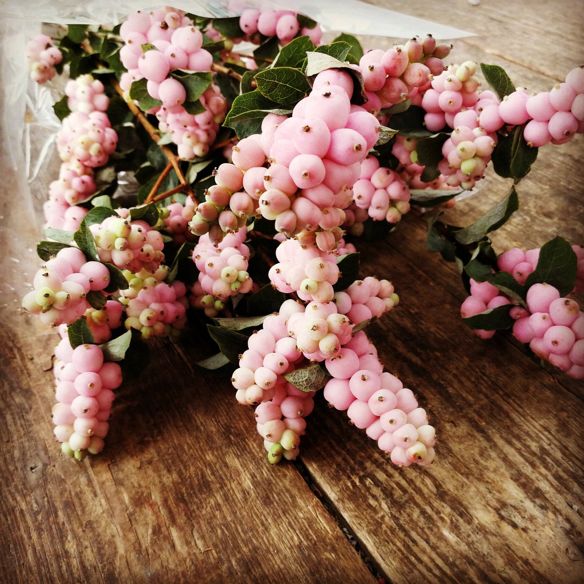 Increïble Symphoricarpos rosa! Disponible aquests dies al nostre stock! #flor #flowerart #weddingflowers #flowers #flowerpic