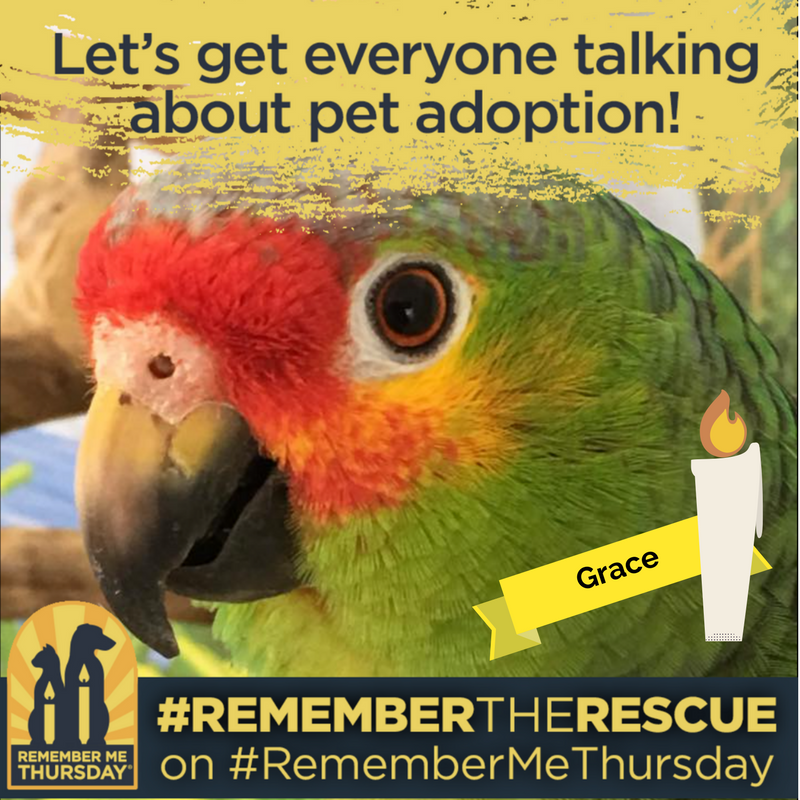PEACsandiego's tweet photo. Help those pets waiting for forever families & remember those whose hope ran out. #RememberMeThursday #RememberTheRescue #RememberGrace https://t.co/NMtNwXk4iz