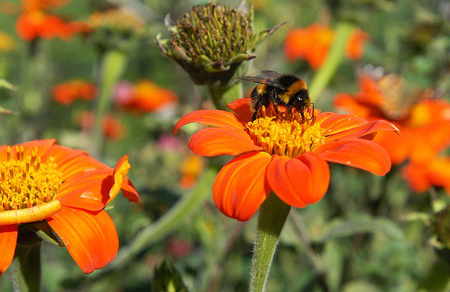 thebeekeeperman's tweet photo. How I wish a lot of folks would begin beekeeping reason being it has a number of benefits for us... #gettingstart... https://t.co/V8n10XA2kE