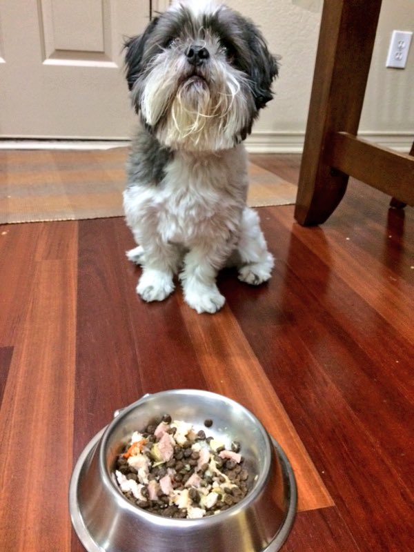 shruthip23's tweet photo. i got a text from my dad for my birthday but this is what he did for my dog it's cool https://t.co/DpU2Vyjwnm