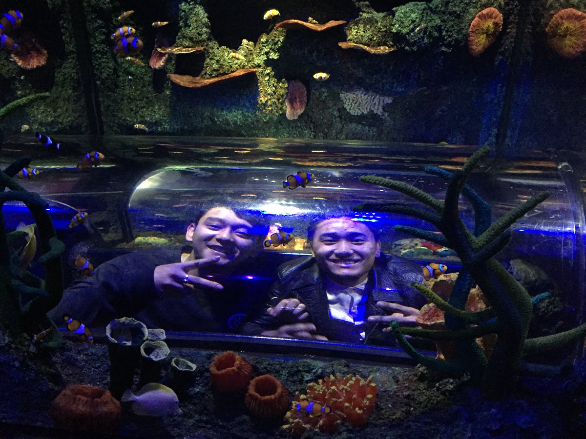 Glimpse of the trip to <a href="/MelbAquarium/">SEA LIFE Melbourne</a>! 🐠🐟🐡