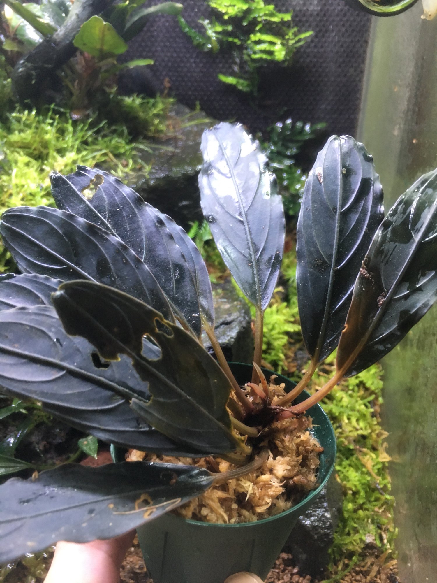 Bucephalandra kishii【AZ0420-6】 Bucephalandra Kishii, Beautiful Aquatic Plant Landed On