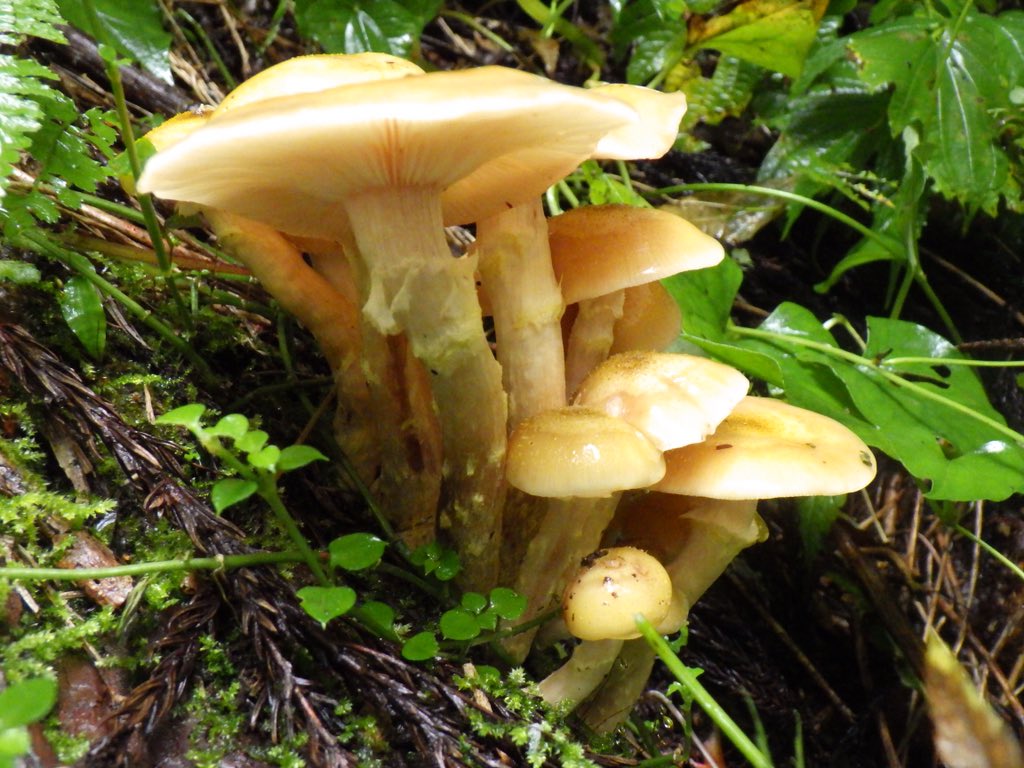 キブツナラタケ