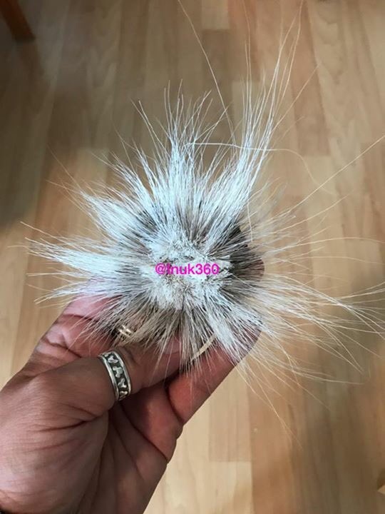 Inuk360's tweet photo. Hannah's first caribou hair tufting
๐๐ผ
โ๏ธโ๏ธโ๏ธ
Keep on tufting Hannah! #tuftwithinuk https://t.co/KdWiOM62YA