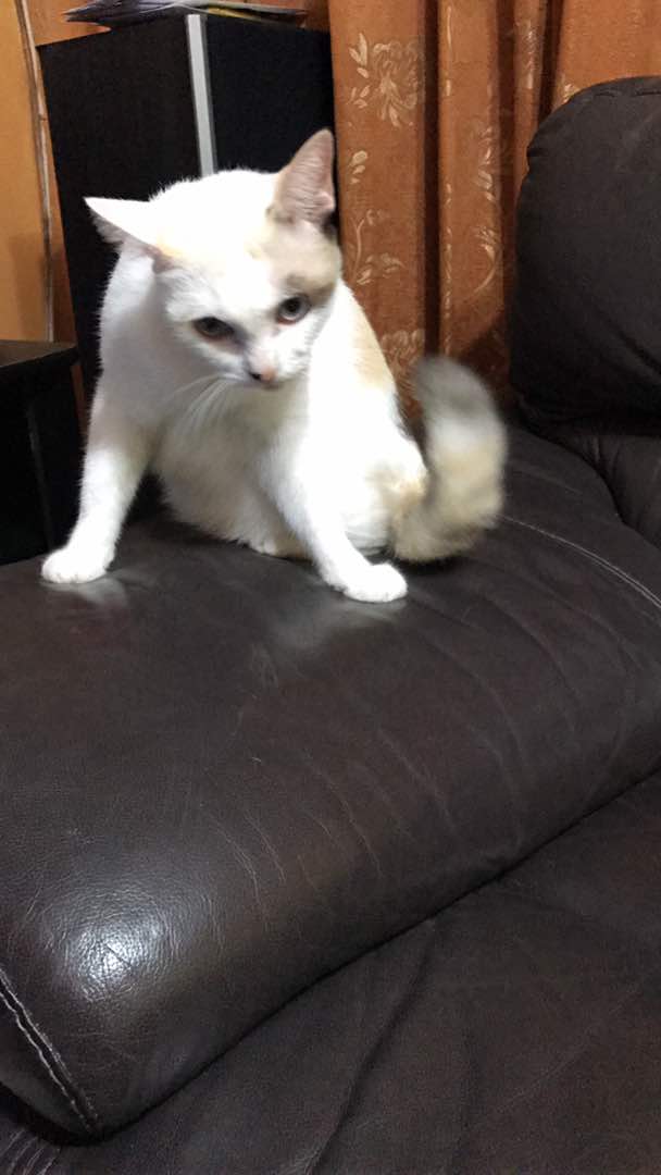 LejenPress's tweet photo. #TweetMeow Reply dengan gambar kucing kesayangan korang berserta nama manjanya.
Nama: Saidon Baidon.
Hobi: Garu sofa. https://t.co/JMLdku9rvD
