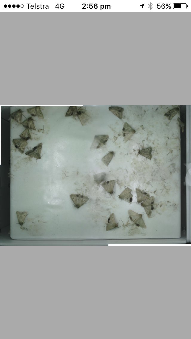 Flight of Heliothis in the #trapview at Kaniva on the 24th of September