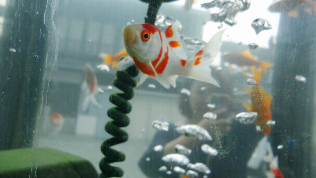 鷹取 諒 二ノ国カニ座 昨日の奈良散歩 金魚 電話ボックス 水槽 彼岸花 奈良 御所 一言主神社 九品寺 秋桜 コスモス 曼珠沙華 Japan 風景 Flowe 秋 Autumn 金魚 電話ボックス 電話ボックス水槽 大和郡山 電話ボックス金魚 T