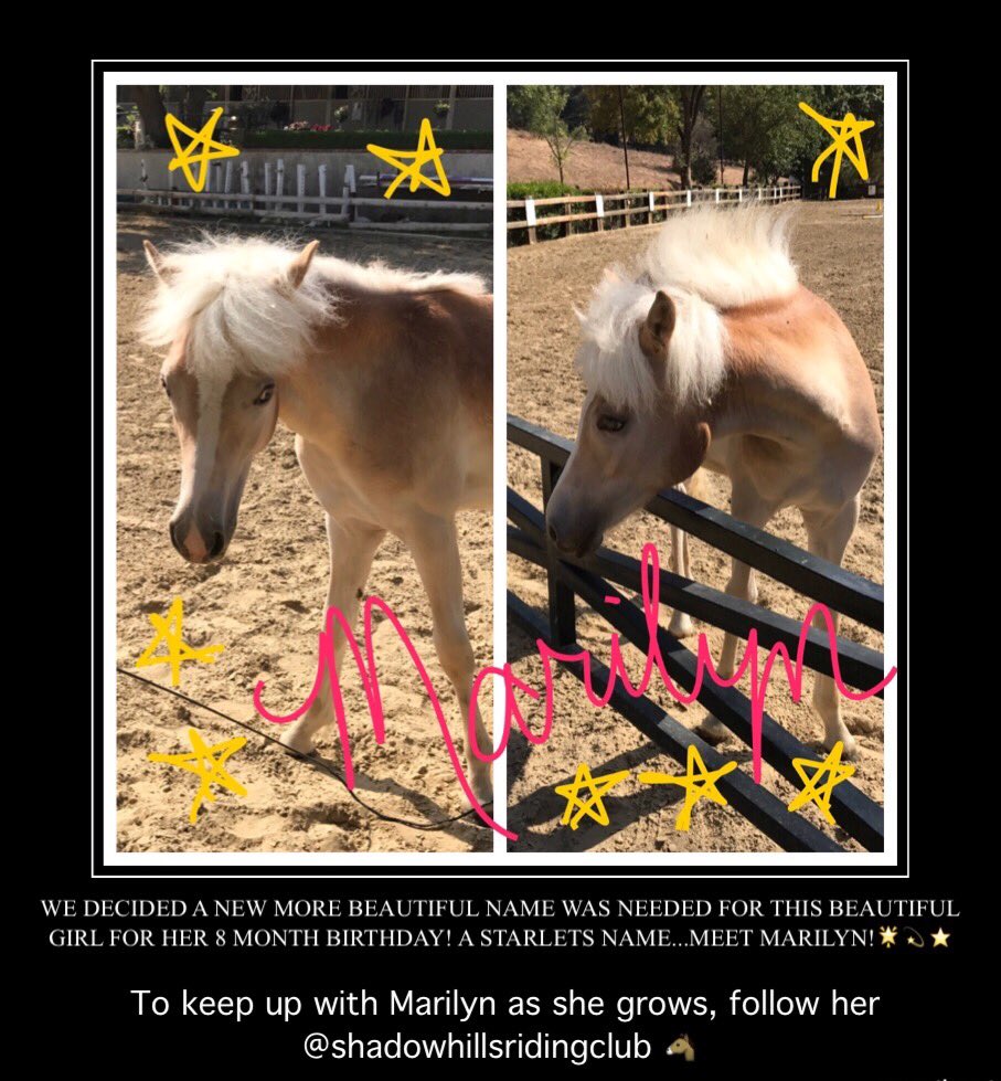 tweetSHRC's tweet photo. #newname #prettygirl #ranchlife #filly #horses #equine #therapyhorses #equineherapy #haflinger #horsesoftwitter #ranch #hollywood #starlet🌟💫 https://t.co/XPYq0vMTC7