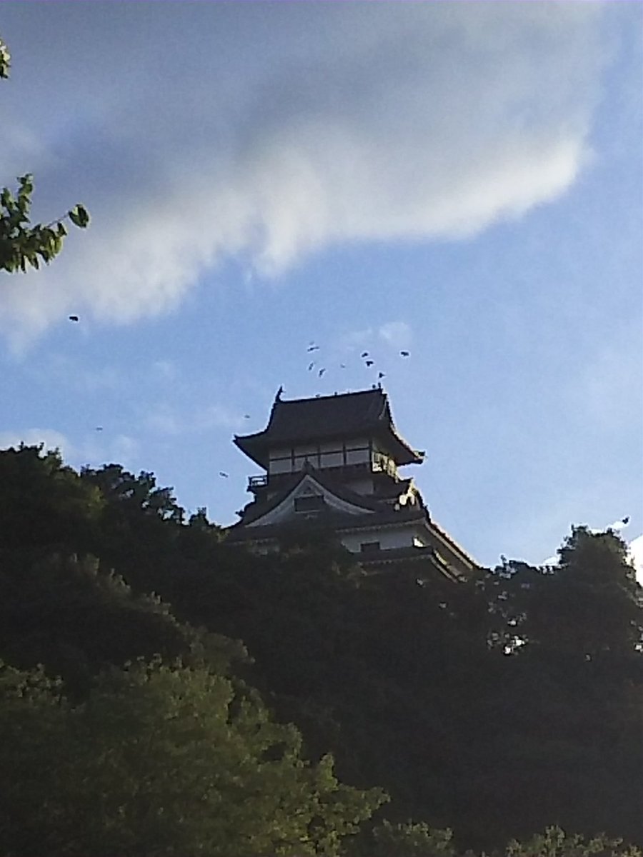 Mee12Aloha's tweet photo. イマソラ＆イマシロ！
お城の周りをカラスが鳴きながら飛び回っています。
お城が待ち合わせ場所なのかな？
#犬山城 https://t.co/gp4uD9Rlb5