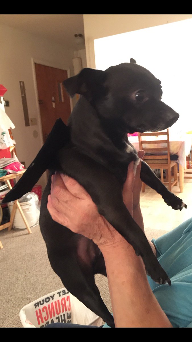 My M💗M’s chiweenie, Jellybeans, wearing her Halloween bat wings.