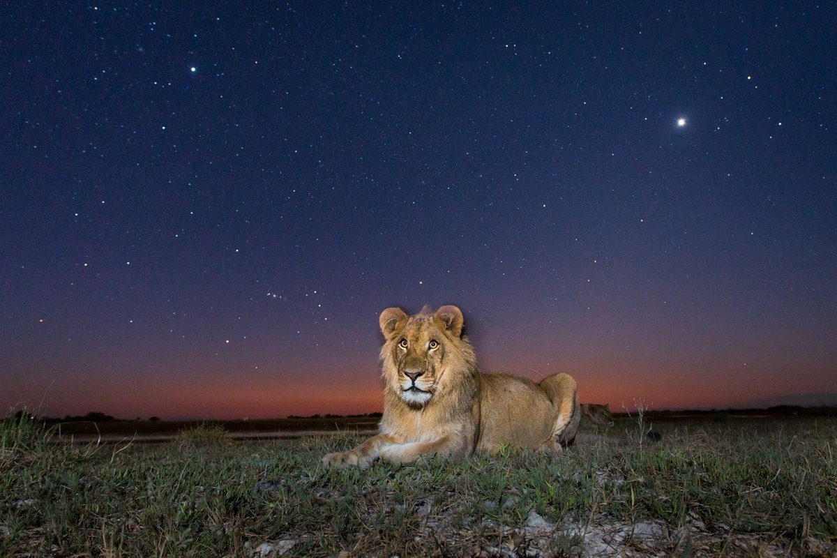 Top Wildlife Sites of Africa by <a href="/willbl/">Will Burrard-Lucas</a> via <a href="/africageo/">Africa Geographic</a> 

#SouthLuangwa #Zambia #wildlife #travel 

shar.es/1VJAm0