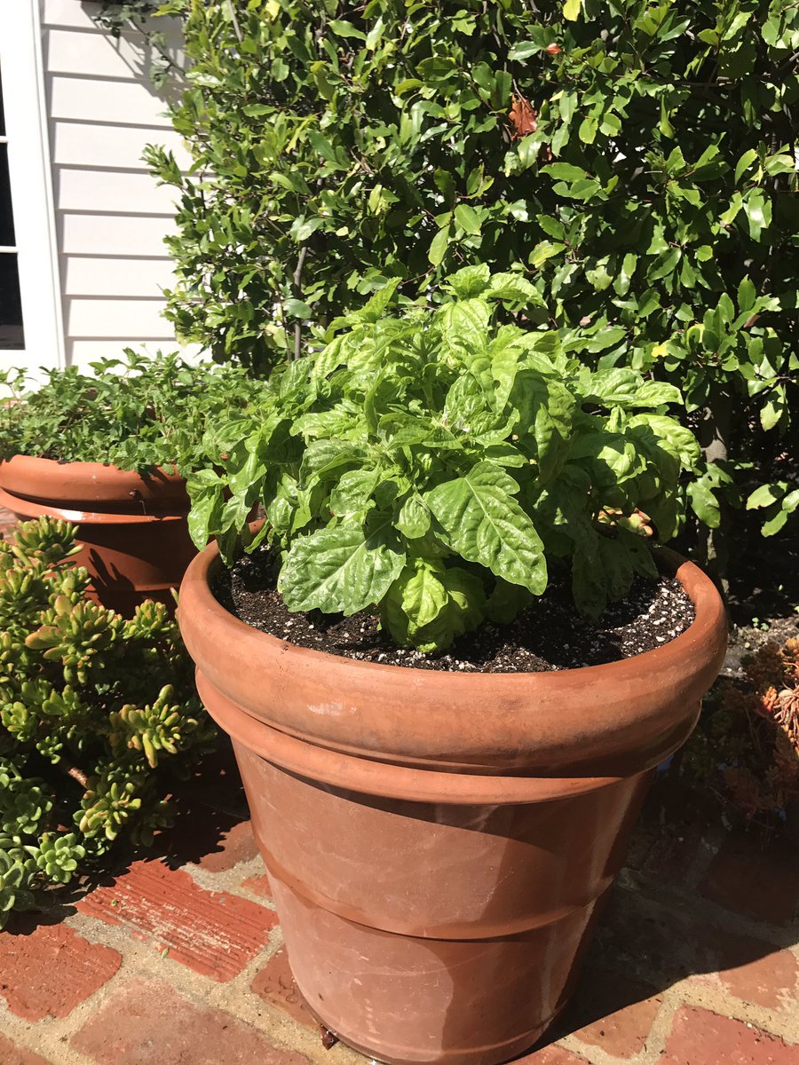 seedandsol's tweet photo. Basil Anybody? #ItalianBasil #SeedAndSol #OrganicGardening https://t.co/1pmuDO6Am8