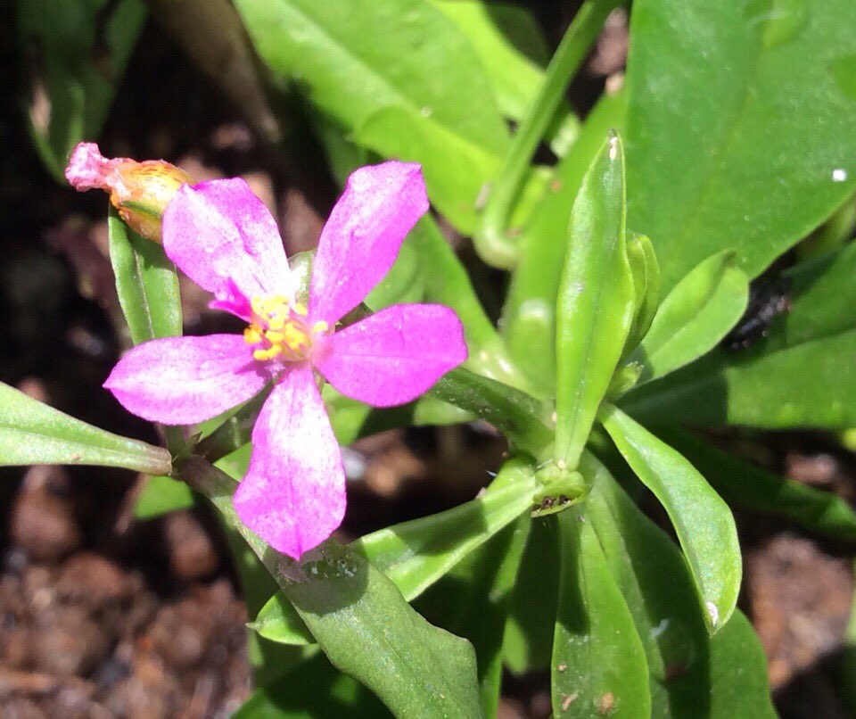 tanemaker's tweet photo. 食べられる野草を少しアップしています。興味のある方はインスタの方のぞいてください。https://t.co/xvmfgLvJah https://t.co/H9xkQgsIrW