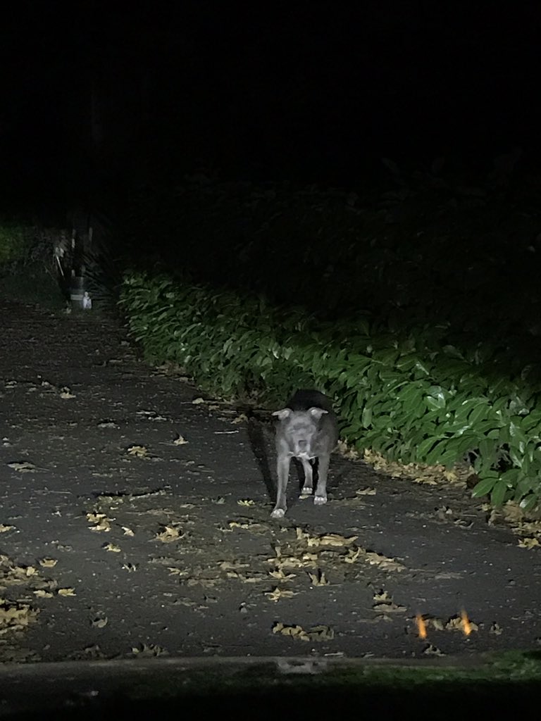 bosnianbeast27's tweet image. There is a gray pitbull girl with a purple collar in Lake Forest Blvd, Lake Oswego. Seems lost.??