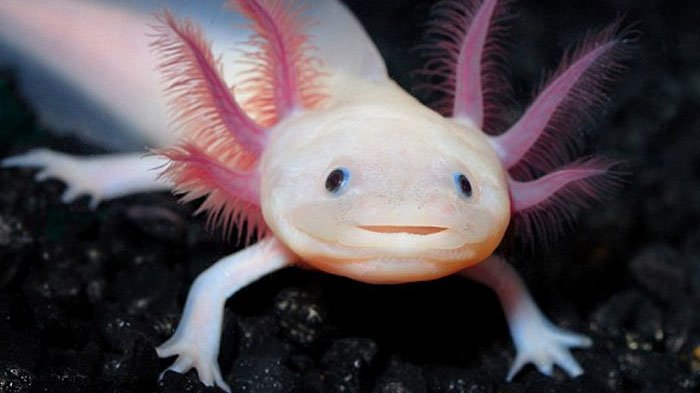 Gogobli On Twitter Pernah Tau Nama Hewan Lucu Yang Selalu Pasang