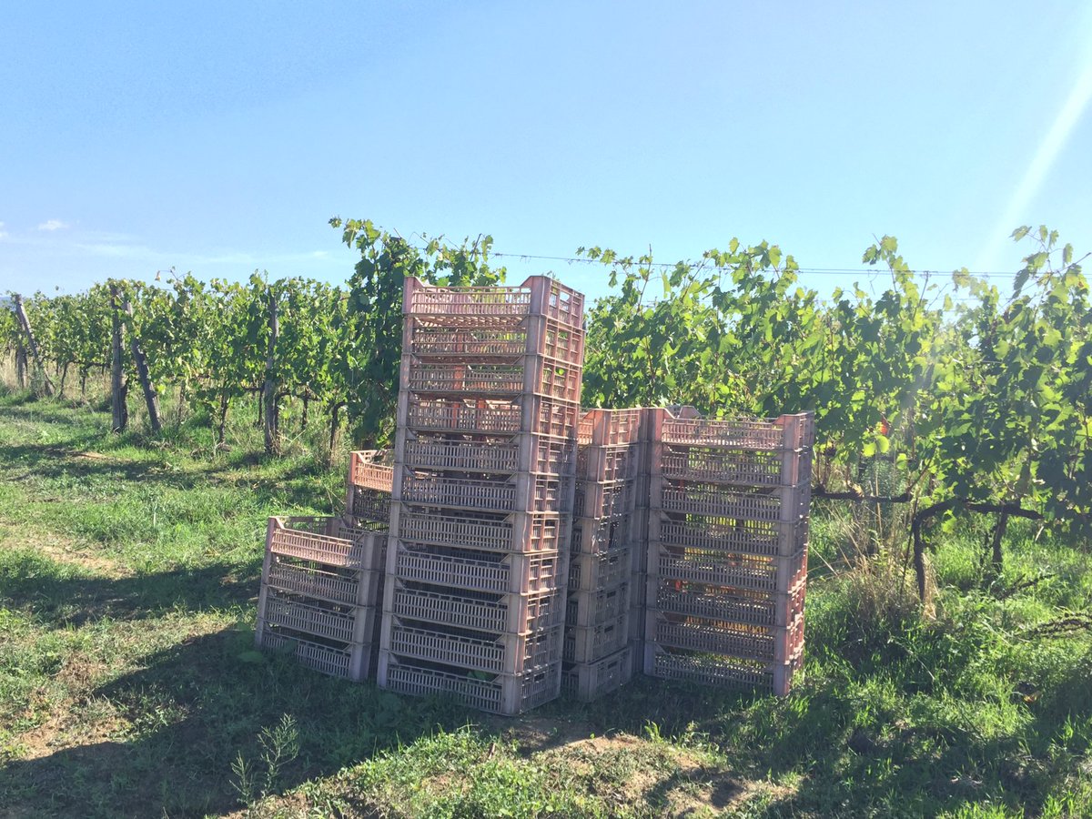 LeutaWines's tweet photo. We've finished harvesting our Sangiovese. It was a tough year... #harvest2017 #redwine #sangiovese #leutawines #cortona #tuscany #wine https://t.co/vdlMb62Wnu