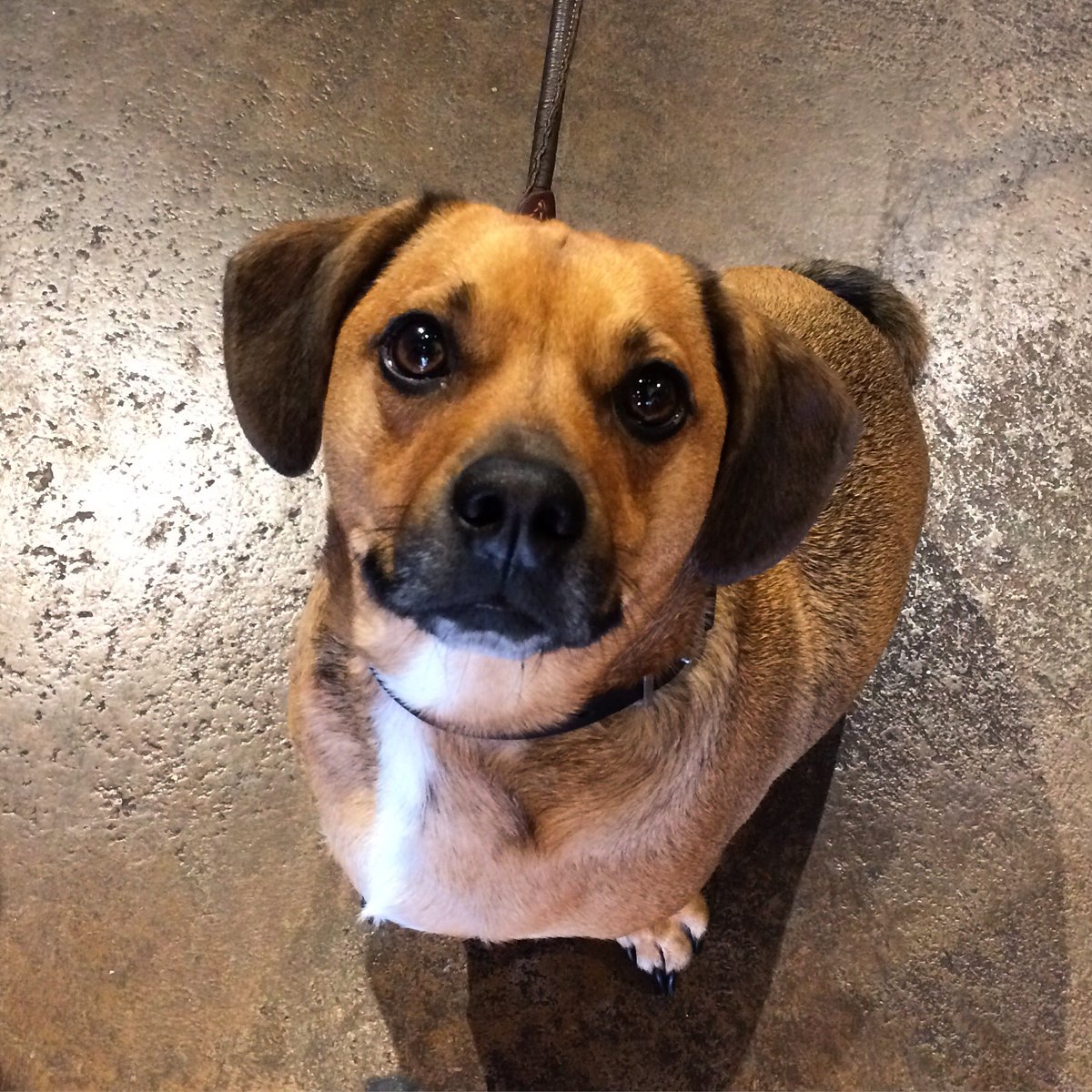 Culinary_Esntls's tweet photo. Frasier &amp; his pop stop by to visit us on their walks around Ballard!
#dog #dogtreats #kitchenstore #ballardseattle #shopseattle #seattle https://t.co/BVRzlCPa7X
