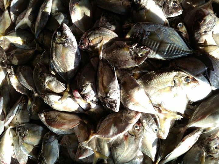 SuperFishPM's tweet image. Super Fish "PERSADA MAKMUR"

Stok ikan laut tadi pagi, kondisi sangat segar dan kualitas sangat bagus. Di dapat dari tangan pertama.