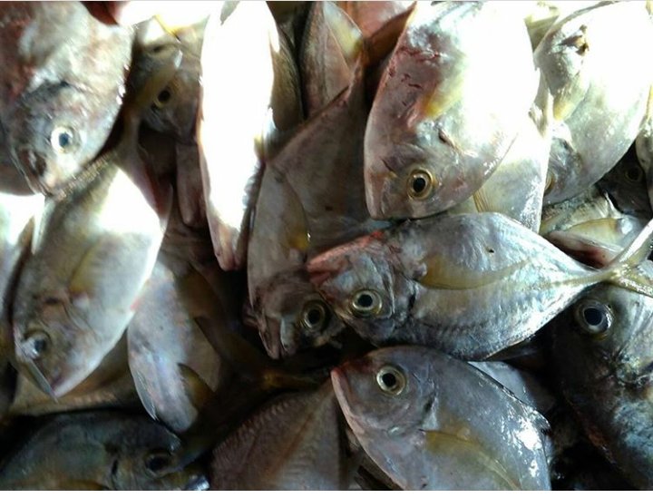 SuperFishPM's tweet image. Super Fish "PERSADA MAKMUR"

Stok ikan laut tadi pagi, kondisi sangat segar dan kualitas sangat bagus. Di dapat dari tangan pertama.