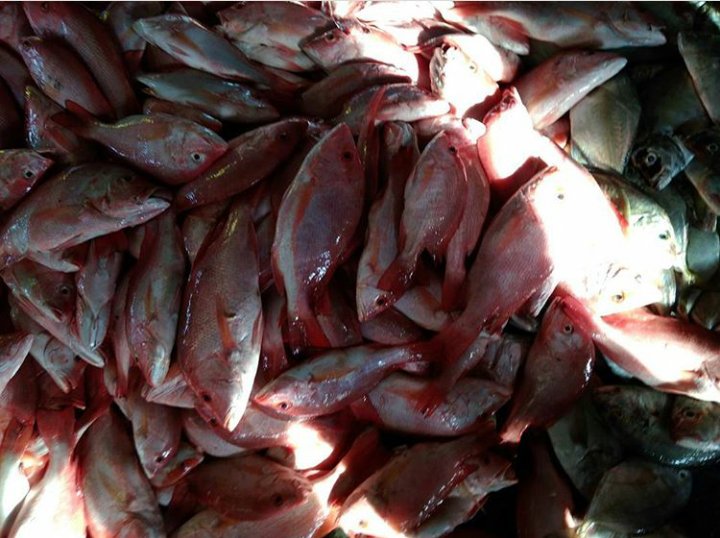 SuperFishPM's tweet image. Super Fish "PERSADA MAKMUR"

Stok ikan laut tadi pagi, kondisi sangat segar dan kualitas sangat bagus. Di dapat dari tangan pertama.