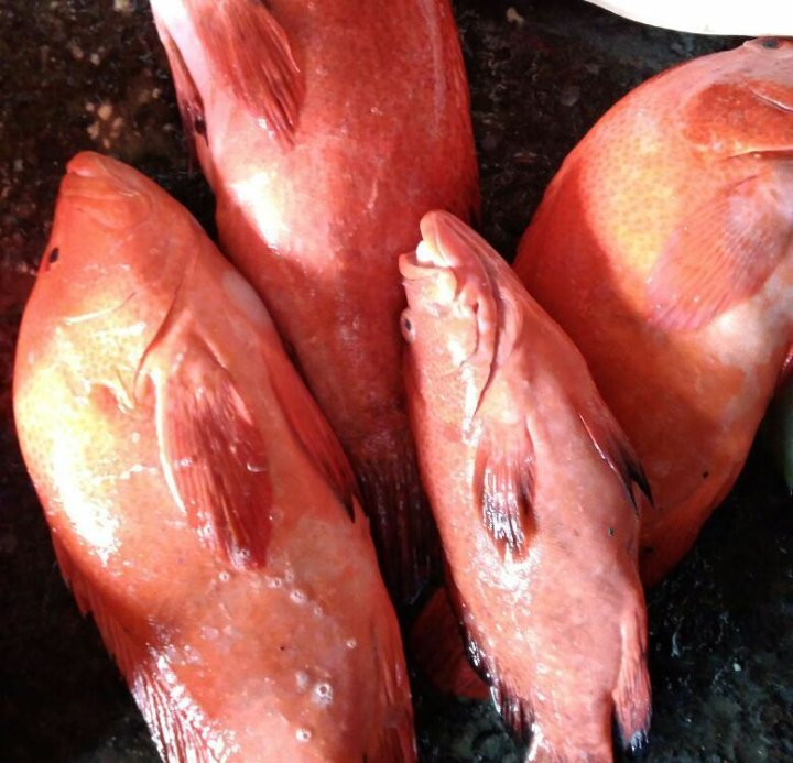 SuperFishPM's tweet image. Super Fish "PERSADA MAKMUR"

Stok ikan laut tadi pagi, kondisi sangat segar dan kualitas sangat bagus. Di dapat dari tangan pertama.